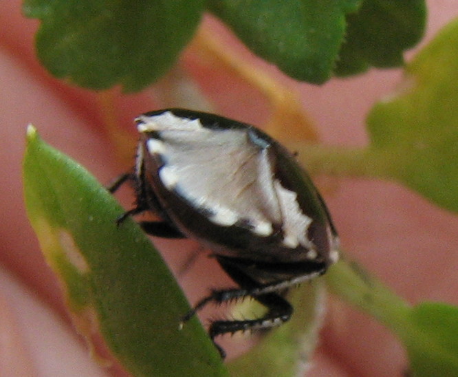 Cydnidae: Tritomegas  bicolor